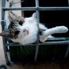 zuzu-cat-2.jpg