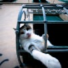 zuzu-cat-4.jpg