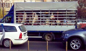 vaci-in-trafic1