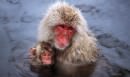 snow-monkey_501822a