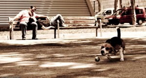 dog-1-2